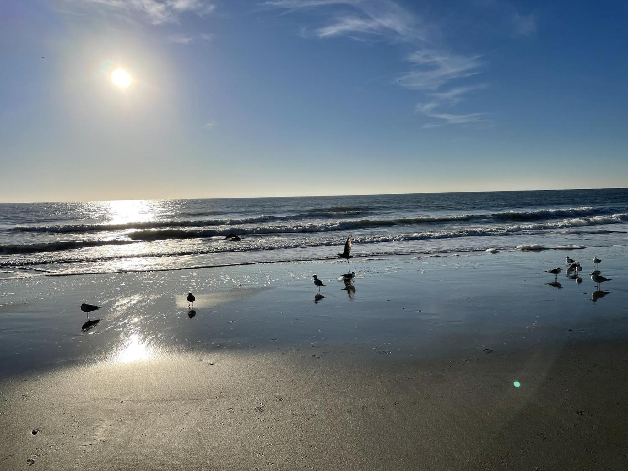 Blue Palmetto Vacation Rentals Myrtle Beach Dış mekan fotoğraf