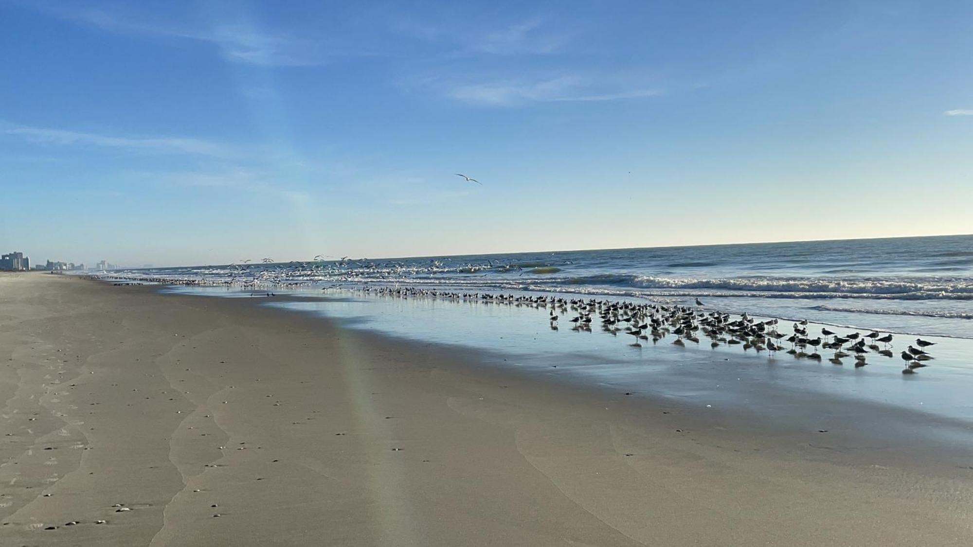 Blue Palmetto Vacation Rentals Myrtle Beach Dış mekan fotoğraf